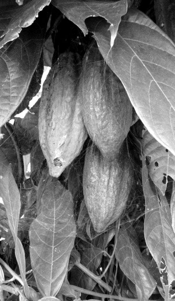 Mazorcas de cacao madurando entre las hojas de un árbol de cacao